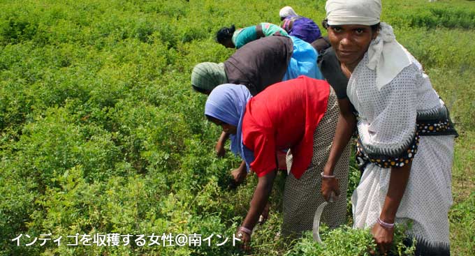 インディゴを収穫する女性たち