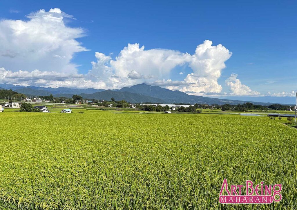 天日干し米・食い扶持米（無農薬・ササニシキ）