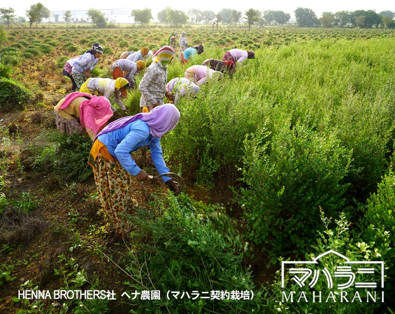 ヘナブラザーズ社ヘナ農園・マハラニ契約栽培