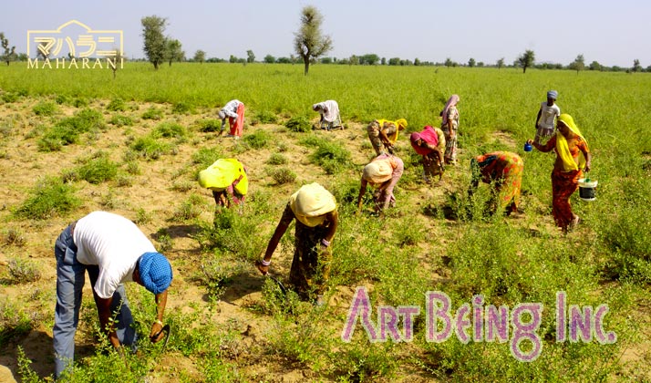 ヘナの産地ソジャットでの、ヘナ収穫の模様