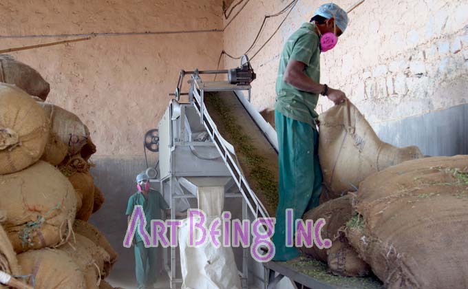 ヘナの葉の処理工程1