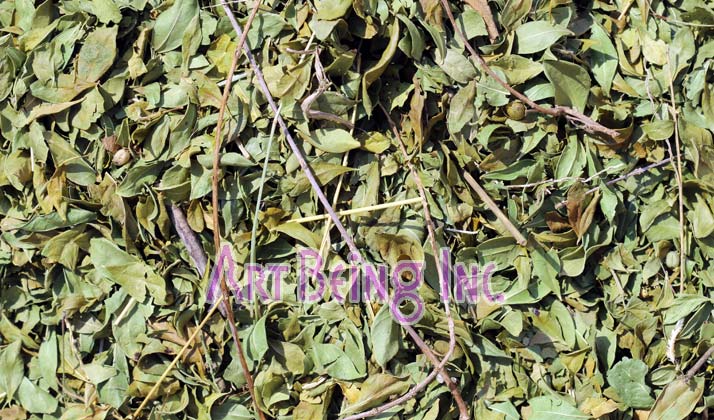 処理前のヘナの葉