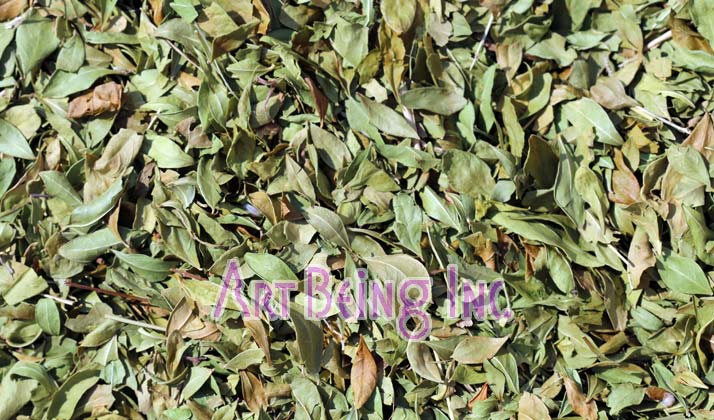 ヘナの葉、砂塵と小枝除去後