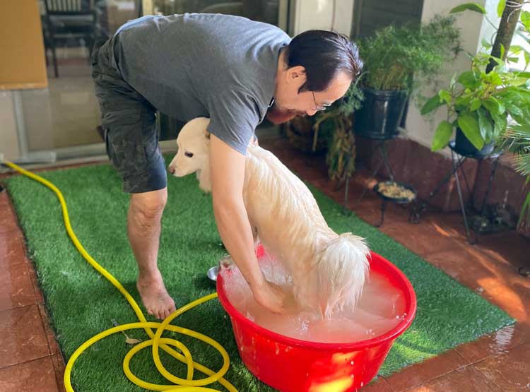 愛犬をハーブで洗う