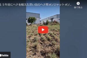 ヘナの産地