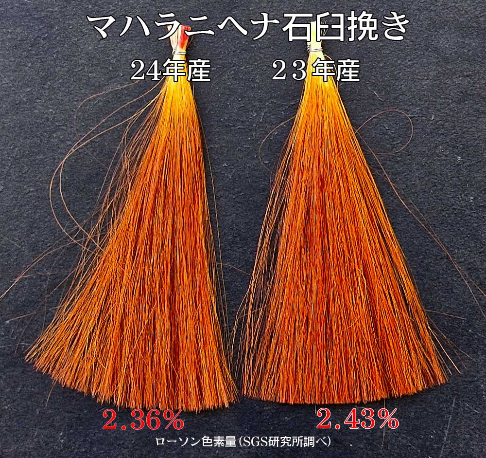 24年産23年産染まり比較
