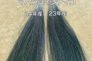 インディゴ染毛力比較