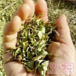 パリパリに乾いたヘナの葉