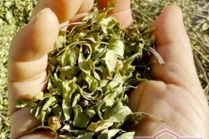 パリパリに乾いたヘナの葉