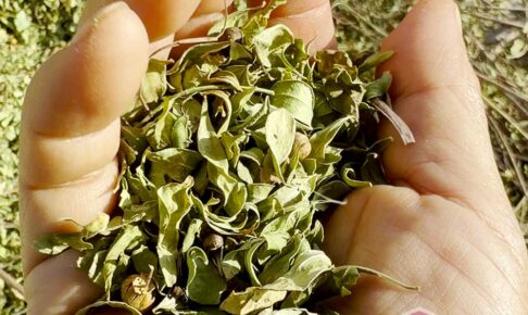 パリパリに乾いたヘナの葉