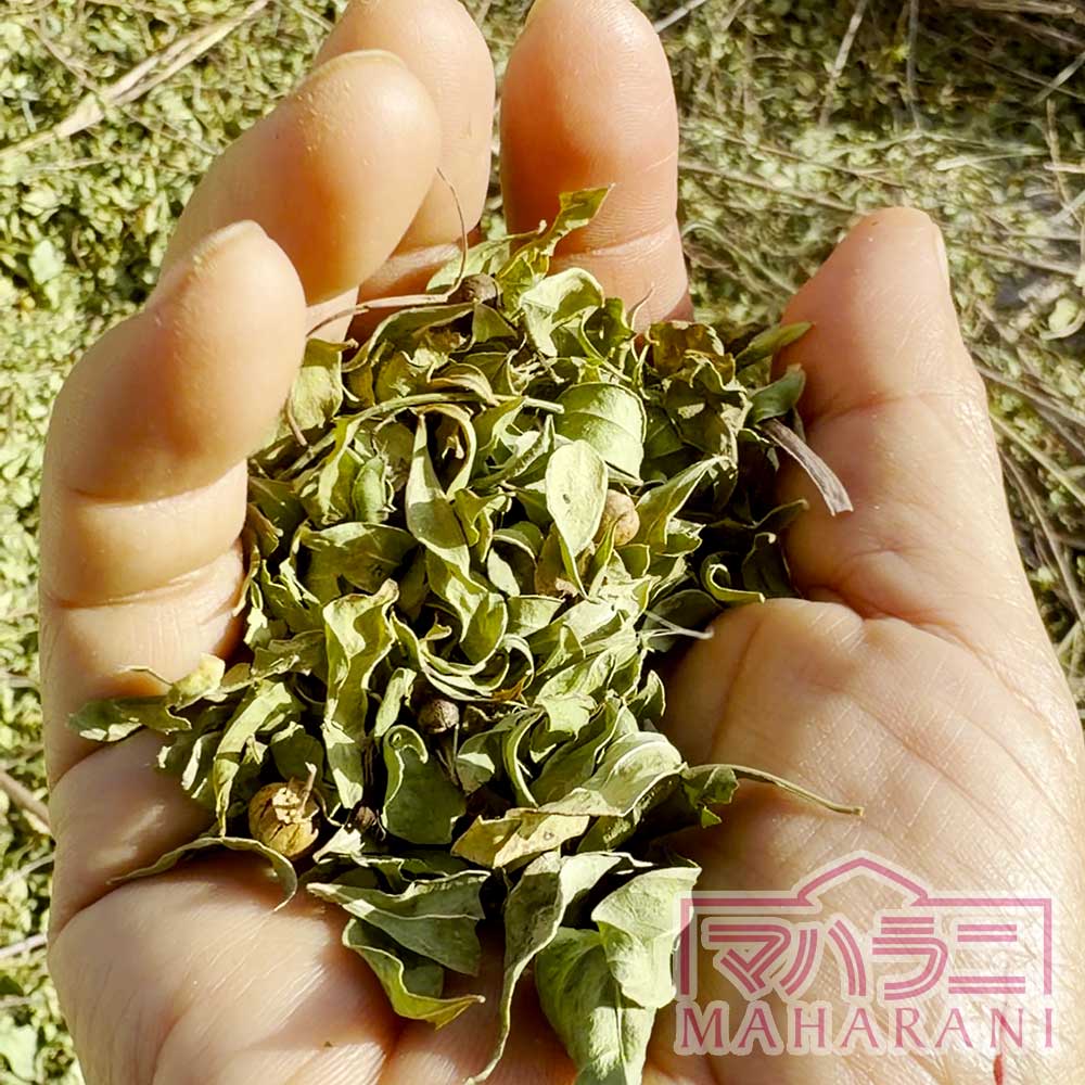 パリパリに乾いたヘナの葉