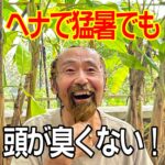 ヘナで猛暑でも頭が臭くない
