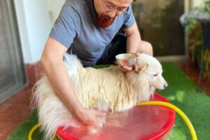 愛犬を洗う